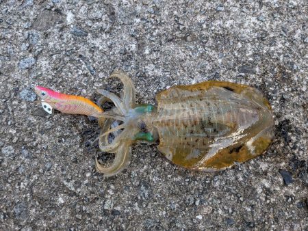 9月にしては大きめ